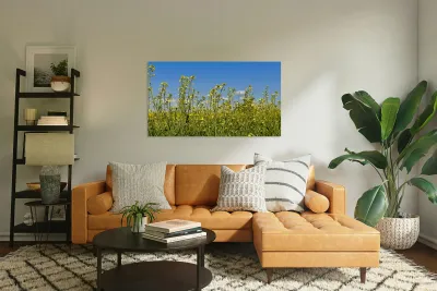 Canola Flowers Reproduction