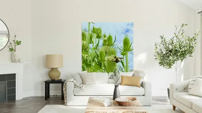 The Reach of Teasel Reproduction