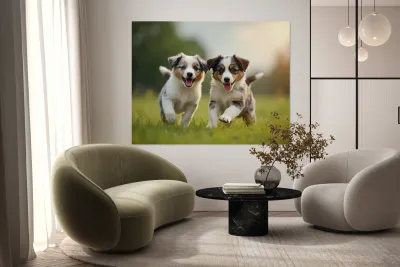 Blue Merle Australian Shepherd Puppies Playing Together In Tall Grass Reproduction