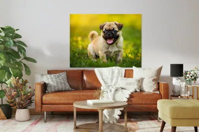 Pug Puppy Successfully Completes Stay Command Reproduction