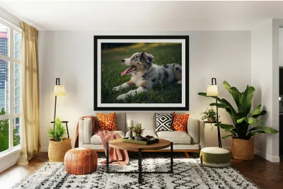 Tired Australian Shepherd Puppy Rests After Zoomies Reproduction