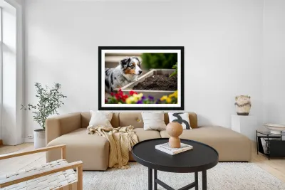 Australian Shepherd Puppy Discovers The Garden Bed Reproduction