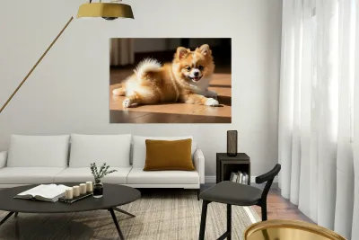 Pomeranian Puppy Returns To Beloved Sploot Position Reproduction