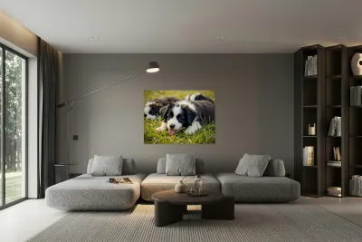 Happy Border Collie Puppy Rests After Playtime Reproduction