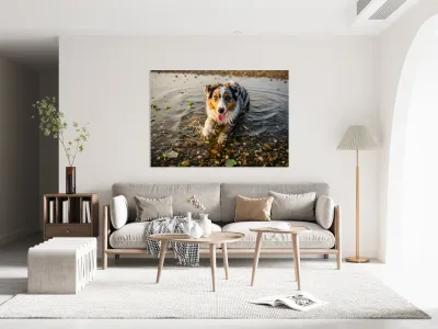Playful Australian Shepherd Puppy Splashes In Shallow Tide Pool Reproduction