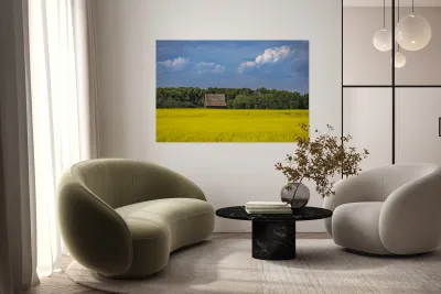 Old Barn and Canola Field Reproduction
