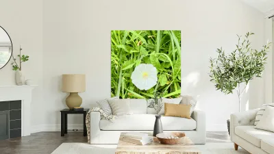 One Wild Bloom : Bindweed Focus Reproduction