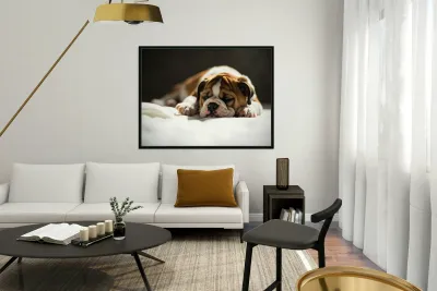 Bulldog Puppy Perfect Portrait Pose Reproduction