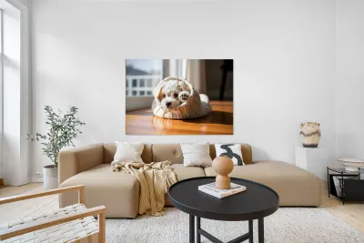 Bichon Frise Puppy Peeking From Sweater Sleeve Reproduction