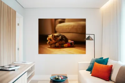 Happy Yorkshire Terrier Puppy Plays With Toy Reproduction