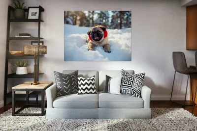 Content Pug Puppy Resting After Snow Day Adventure Reproduction