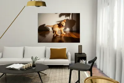 Sleepy Golden Retriever Puppy Rests After Shadow Chase Reproduction