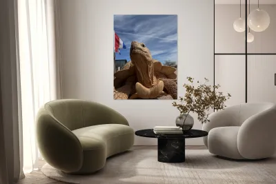 Arizona Tortoise -2 Reproduction