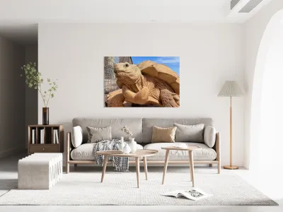 Arizona Tortoise Reproduction