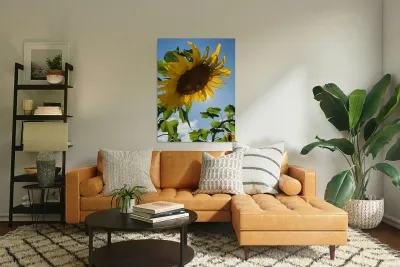 Sunflower Love Reproduction