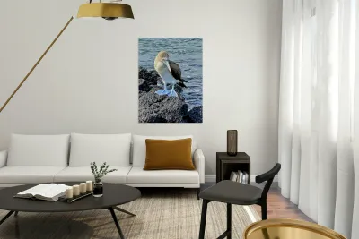 Shy Blue Footed Boobie Reproduction