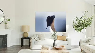 Bec de rasoir Reproduction