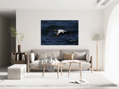 Somateria Reproduction