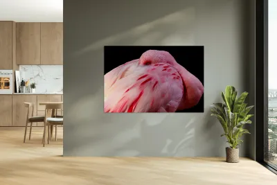 0212 Flamingo Reproduction