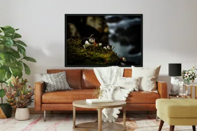 Curious Dude Reproduction