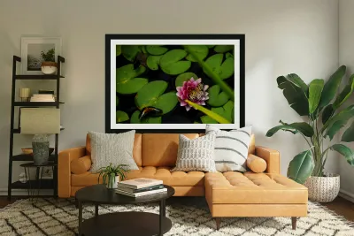 Butterflies and Lilies  Reproduction