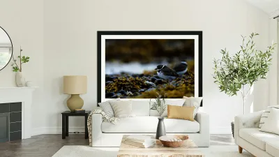 Pretty Plover II Reproduction