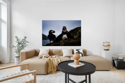 Chillin Puffin Reproduction