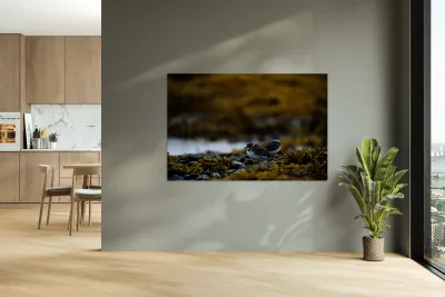 Pretty Plover I Reproduction