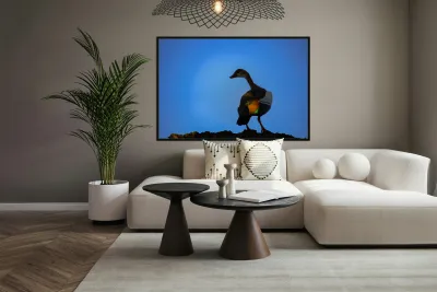 Wings of Light Reproduction