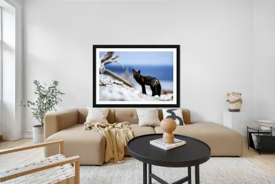 Fire Fox I Reproduction