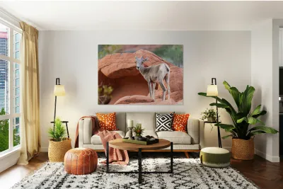 Bighorn sheep lamb grazing among formations in Valley of Fire st Reproduction