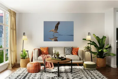 Baja Brown Pelicans - 2 Reproduction