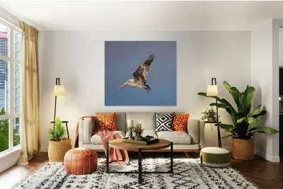 Baja Brown Pelicans -1 Reproduction