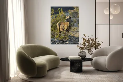 Big Horn Sheep in the golden hour Reproduction