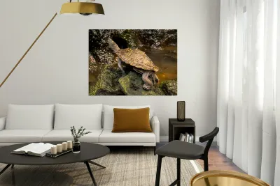 Map Turtle Reproduction
