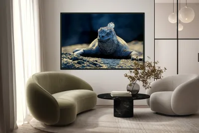 Marine Iguana perched on the rocks Punta Espinosa Reproduction