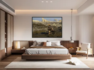 Galapagos Hawk Buteo galapagoensis perched on lava Reproduction