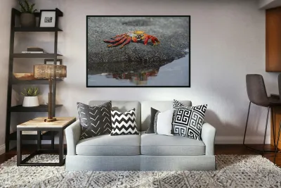 KO EC 10178 Reproduction