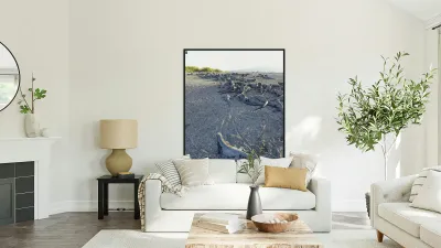 Group of Marine Iguanas on the sand. Punta Espinosa. Fernandina Island. Galapagos Islands. Ecuador Reproduction