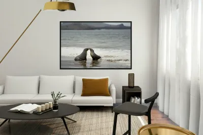 Galapagos sea lions Zalophus wollebaeki playing in the waves on Playa Espumilla. Santiago Island. Galapagos Islands. Ecuador Reproduction