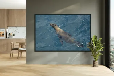 Galapagos sea lion Zalophus wollebaeki swimming in the ocean Floreana Island Galapagos Islands Ecuador Reproduction