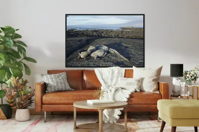 KO EC 10853 Reproduction