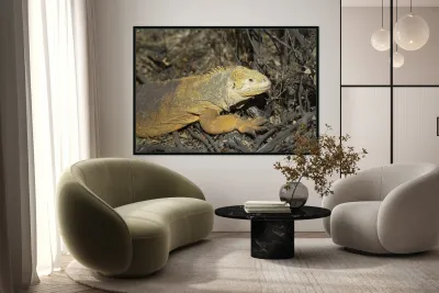 Galapagos land iguana. Isabela Island. Galapagos Islands. Ecuador Reproduction