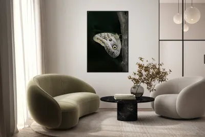 Owl butterfly Caligo idomeneus. Amazon. Ecuador Reproduction