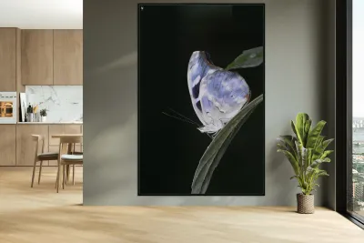 Butterfly at the La Selva Jungle Lodge butterfly farm Reproduction