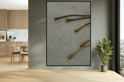 Bull kelp Florencia Beach Pacific Rim National Park Reproduction