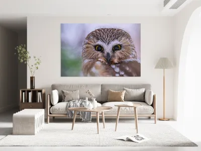 Saw Whet Owl Reproduction