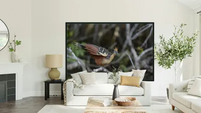 Hoatzin Opisthocomus hoazin on a branch over Lake Garzacocha La Selva Jungle Eco Lodge Amazon Basin Ecuador Reproduction