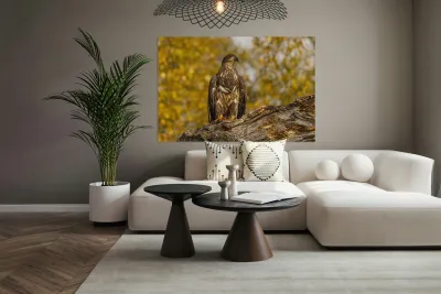 Bald Eagle Fall Time Reproduction