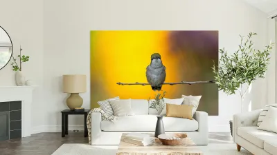 Hummingbird 4 Reproduction